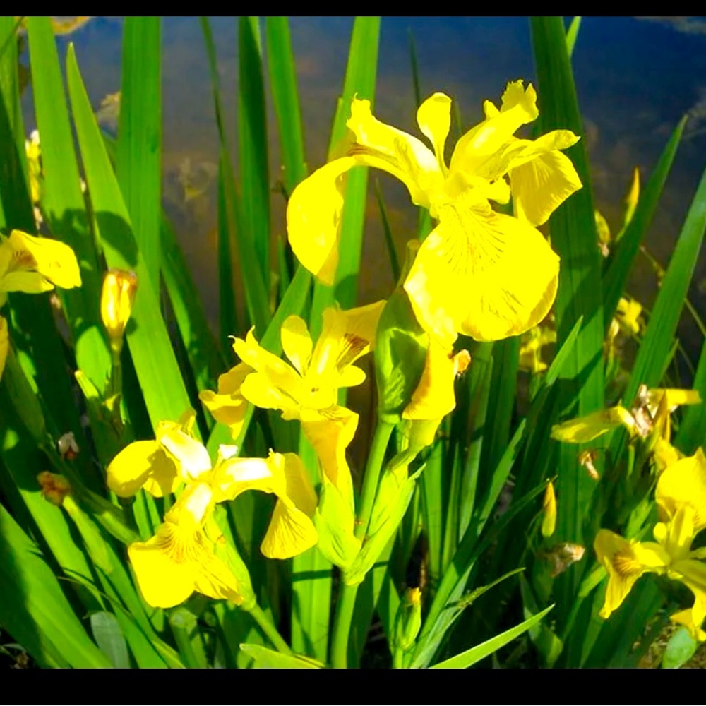 8 Yellow Flag Iris rhizomes (2026) trimmed beautiful in a bog, ponds, garden